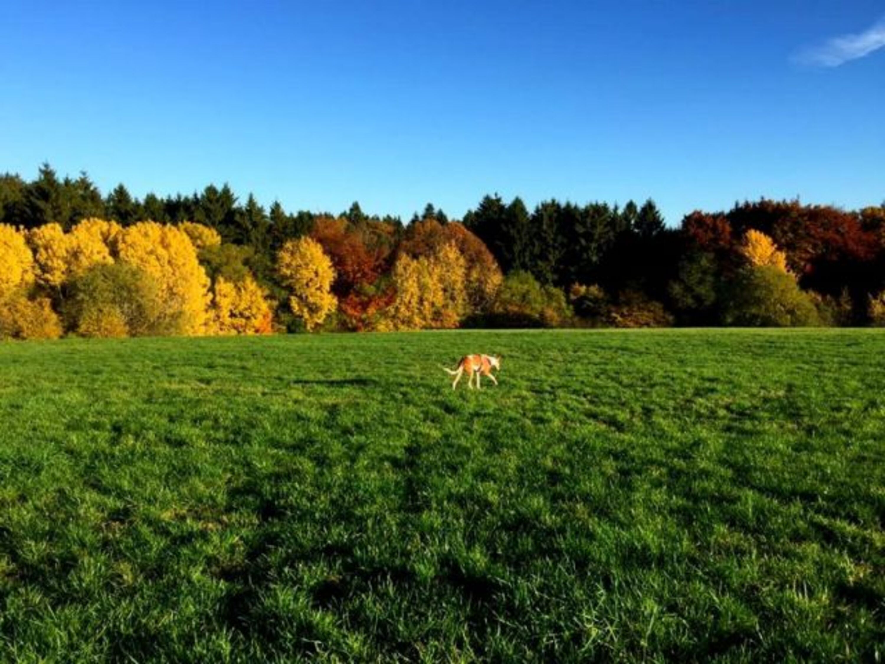 Wiesen und Wälder direkt am Feriendorf