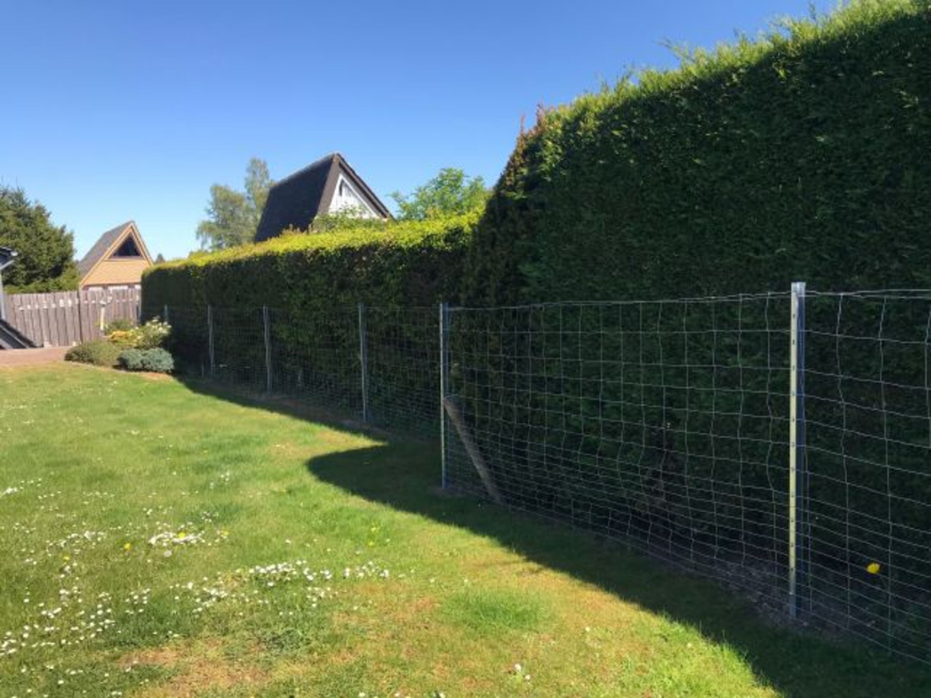 neuer Wildzaun vor circa 2 Meter hoher Hecke