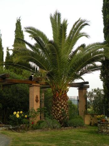 Garten zur Privatnutzung der Gäste