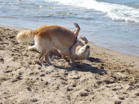 neue Strandfreundschaften...Wieso bist Du so nass?