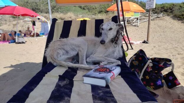 Hundestrand: So muss es sein...(Gästefoto)