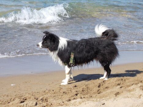 Gästekommentar:Vielleicht der schönste Hundestrand Italiens!