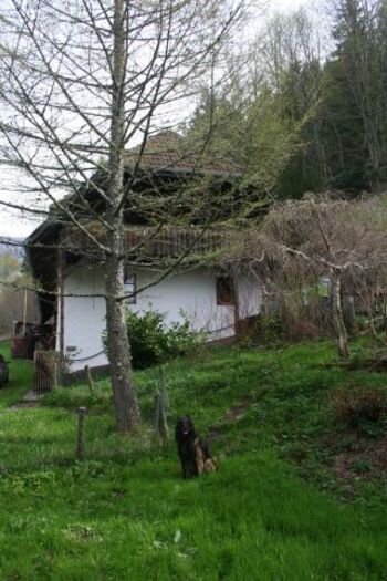 hundefreundliches Ferienhaus im Schwarzwald