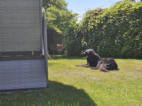 Garten-Erholung auch für die Vierbeiner der Familie