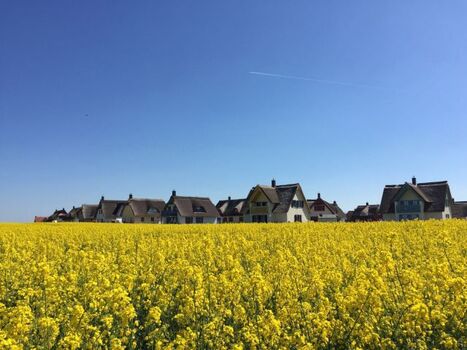 Die Siedlung im Rapsfeld