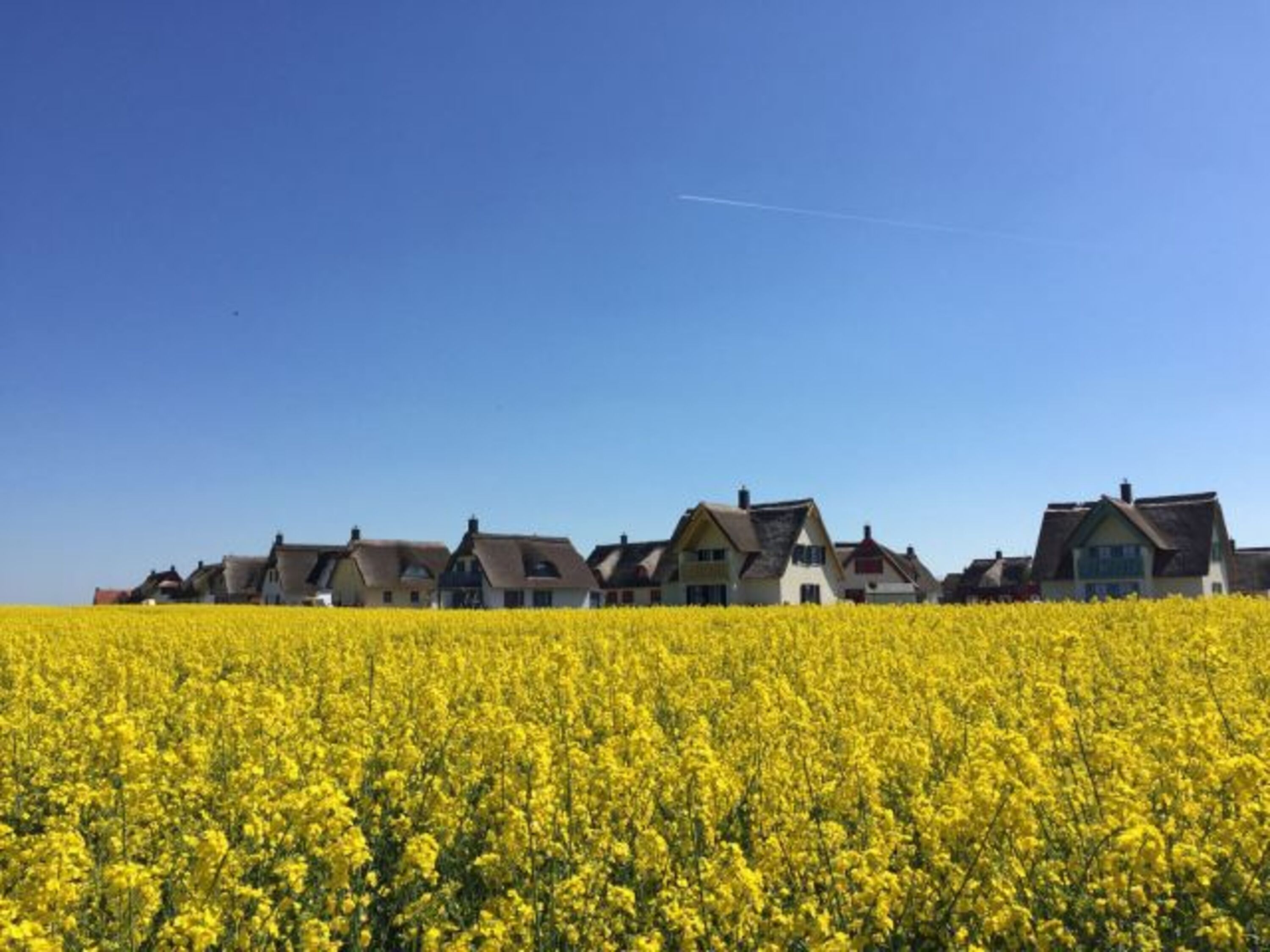 Die Siedlung im Rapsfeld