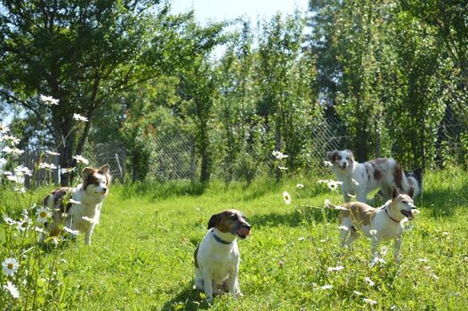 kleine Hunderudel willkommen, solange sie im Erdgeschoss bleiben