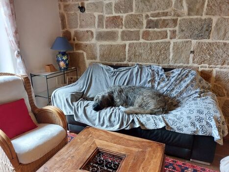 schlafender Hund "Bitte nicht wecken"