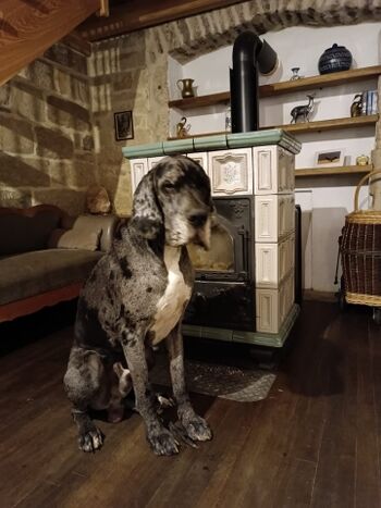 Gasthund vor dem Kachelofen