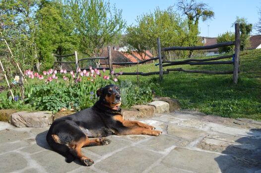  Beauceronhündin auf der Terrasse