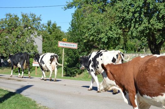 Hier gibt es noch glückliche Kühe