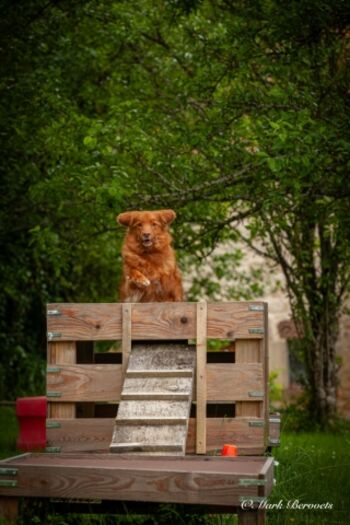 Hundeparcour im Garten