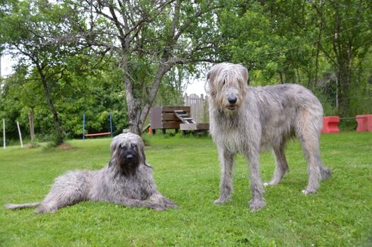 sanfte Riesen im Garten