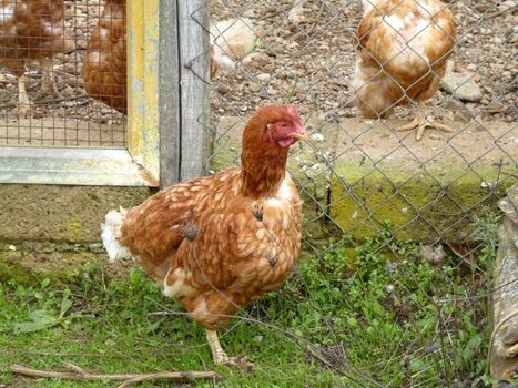 Wenn die Hühner fleissig sind, erhalten sie vom Vermieter frische Eier zum Frühstück
