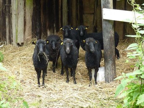 Auch wir wohnen in der LebensOase
