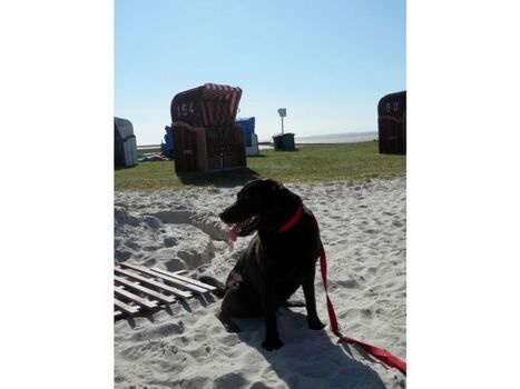 Hund und Strand 