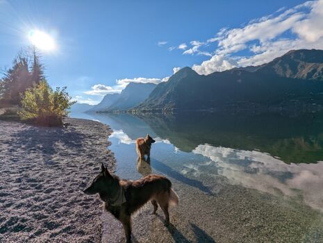Hunde herzlich willkommen