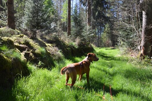 meine Hündin auf einsamen Pfaden