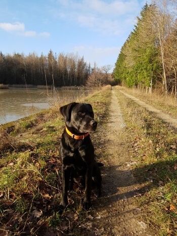 unser Labi am Weiher in der Nähe