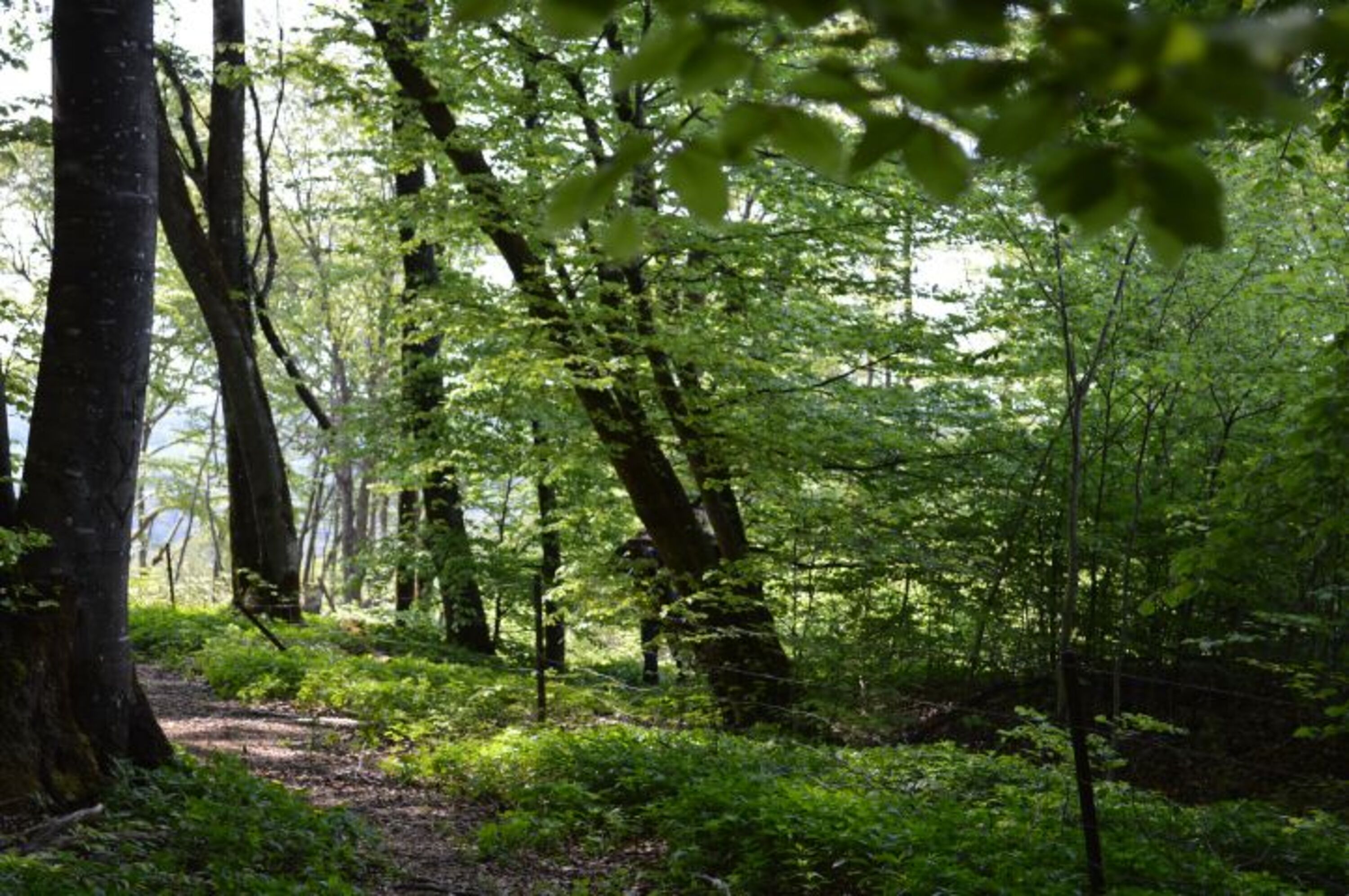Buchen- und Eichenwälder