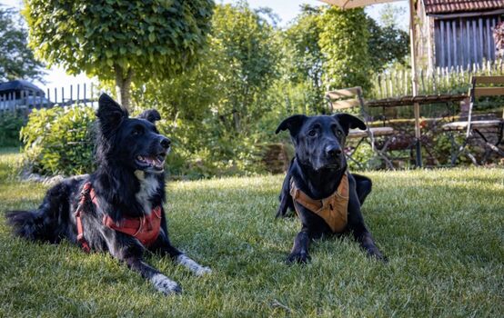 Ein Paradies für Mensch und Hund – viel Platz zum Entspannen und Toben.