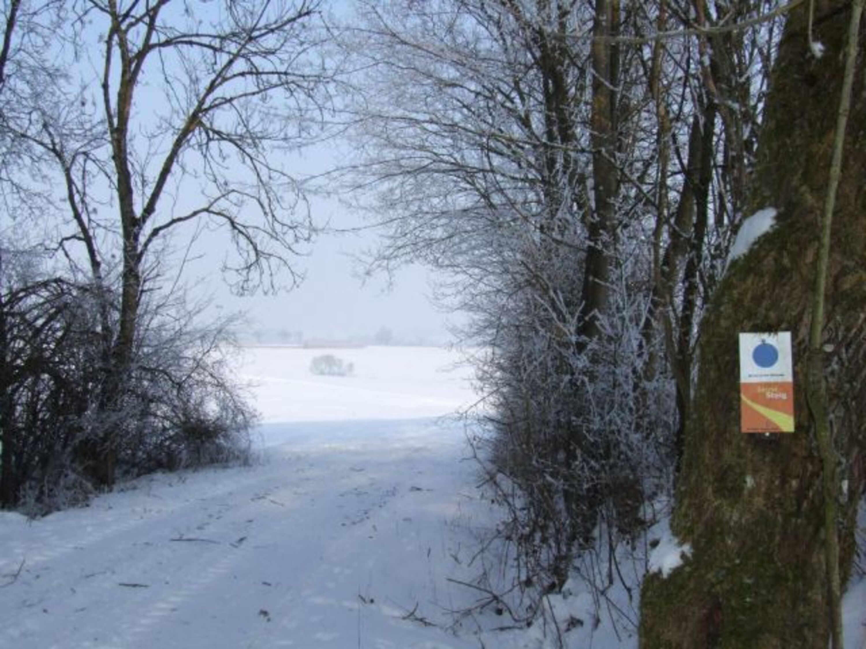 Naher Winterwald
