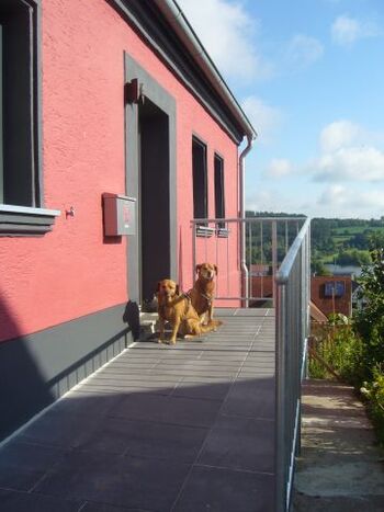 Hunde vor dem Haus