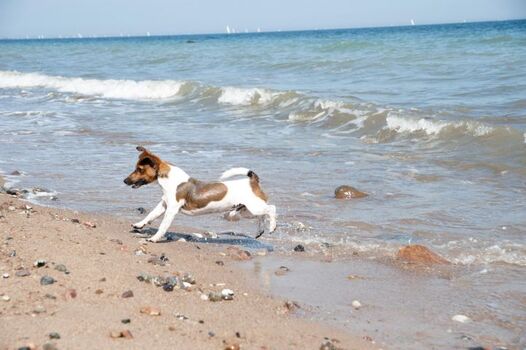 Einer der zwei Schönhagener Hundestrände