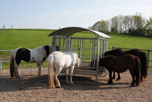 Unsere Islandpferde beim Frühstück