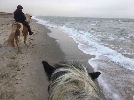 Ausritte auf Islandpferden - Im Winter auch am Strand