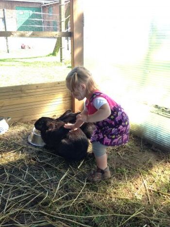 Kleintiere zum streicheln