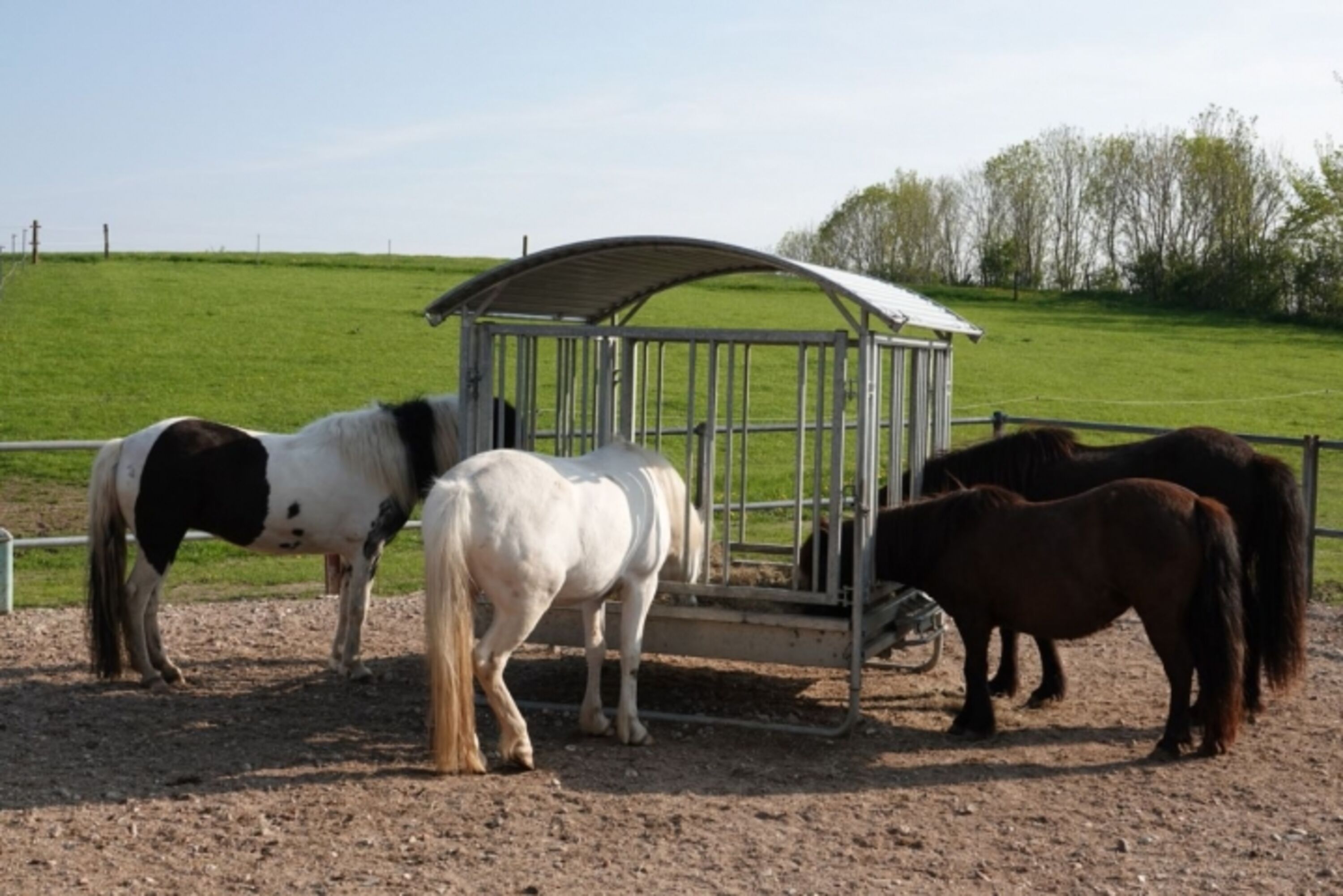 Unsere Islandpferde beim Frühstück