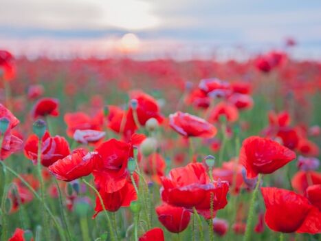Mohnfelder gibt es auch heute noch in jedem Jahr auf Rügen.