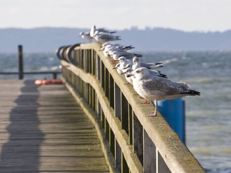 Strandpromenadenbesucher.