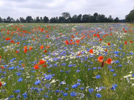 wo gibt es noch solche Wiesen? Bei uns!