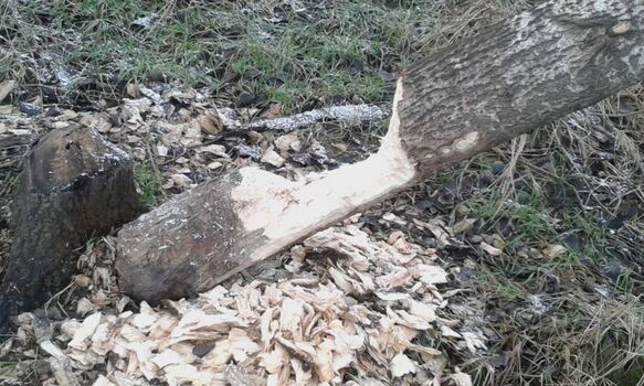 Der Biber ist allgegenwärtig