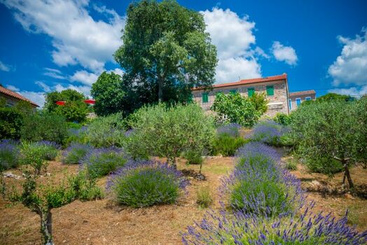 Villa Vesna - Olivengarten