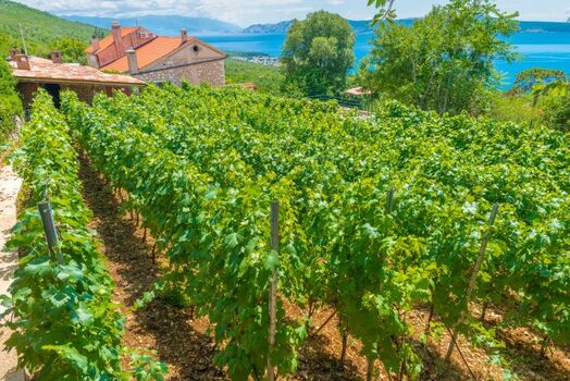 Villa Vesna - Weinanbau