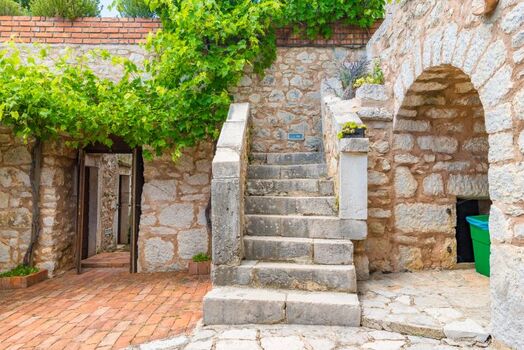 Villa Milka - Weinreben im Hof