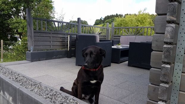 Hunde herzlich Willkommen, Grundstück komplett umzäunt