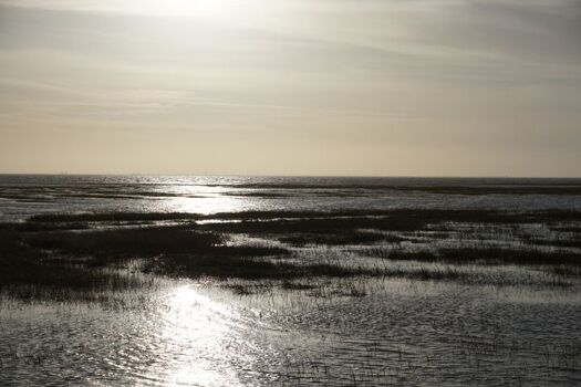 Watt bei Ebbe