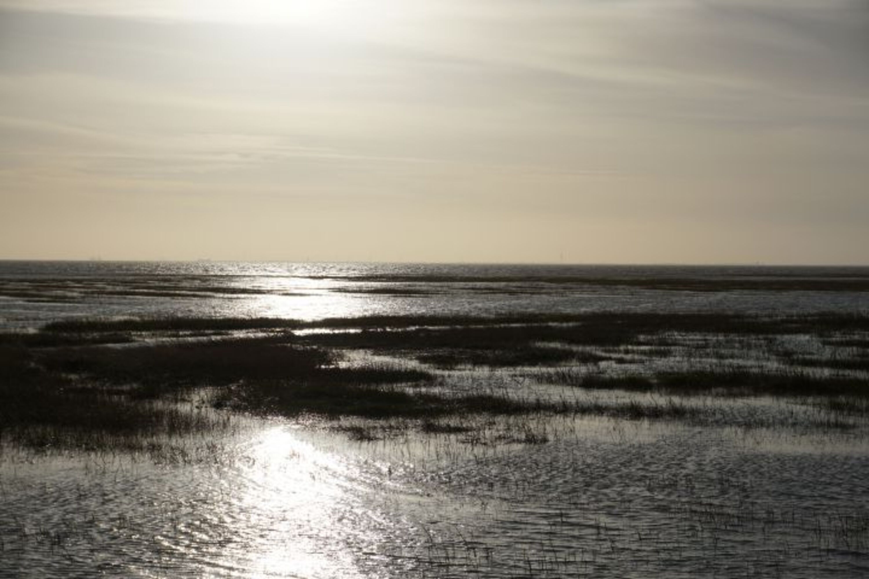Watt bei Ebbe