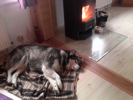 Haustiere willkommen