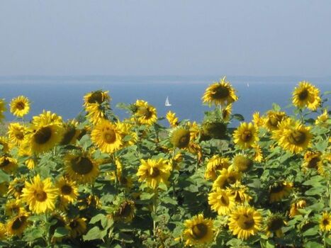 Sonnenblumenfeld Schwedeneck