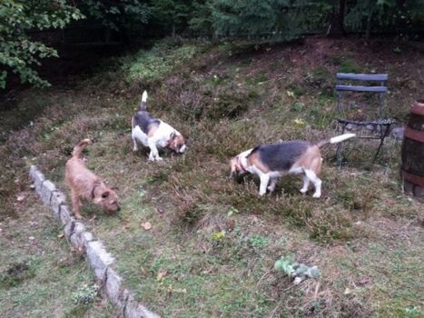 hier haben die Vierbeiner Ihren Spaß