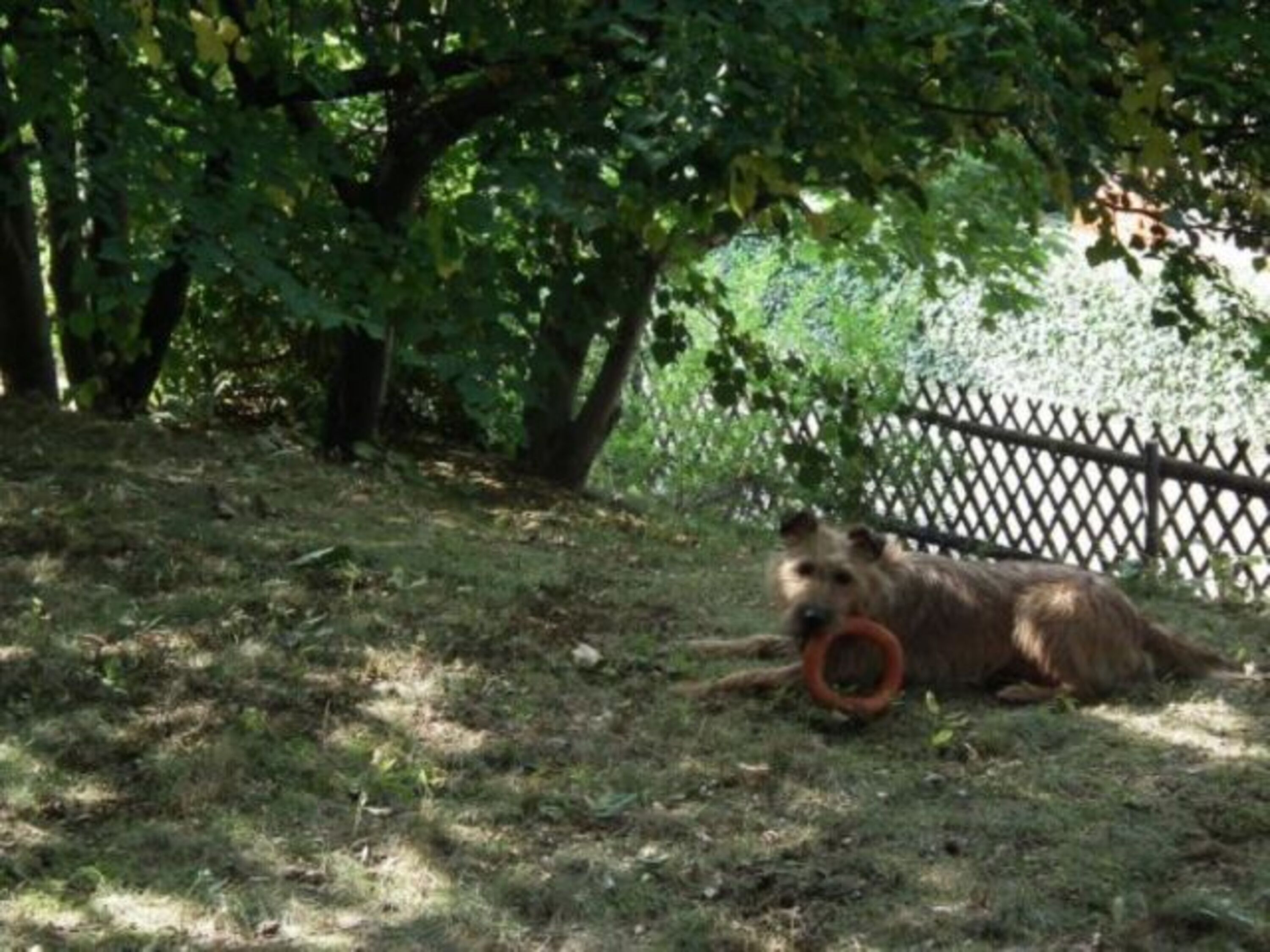 ....viel Grund für Hund