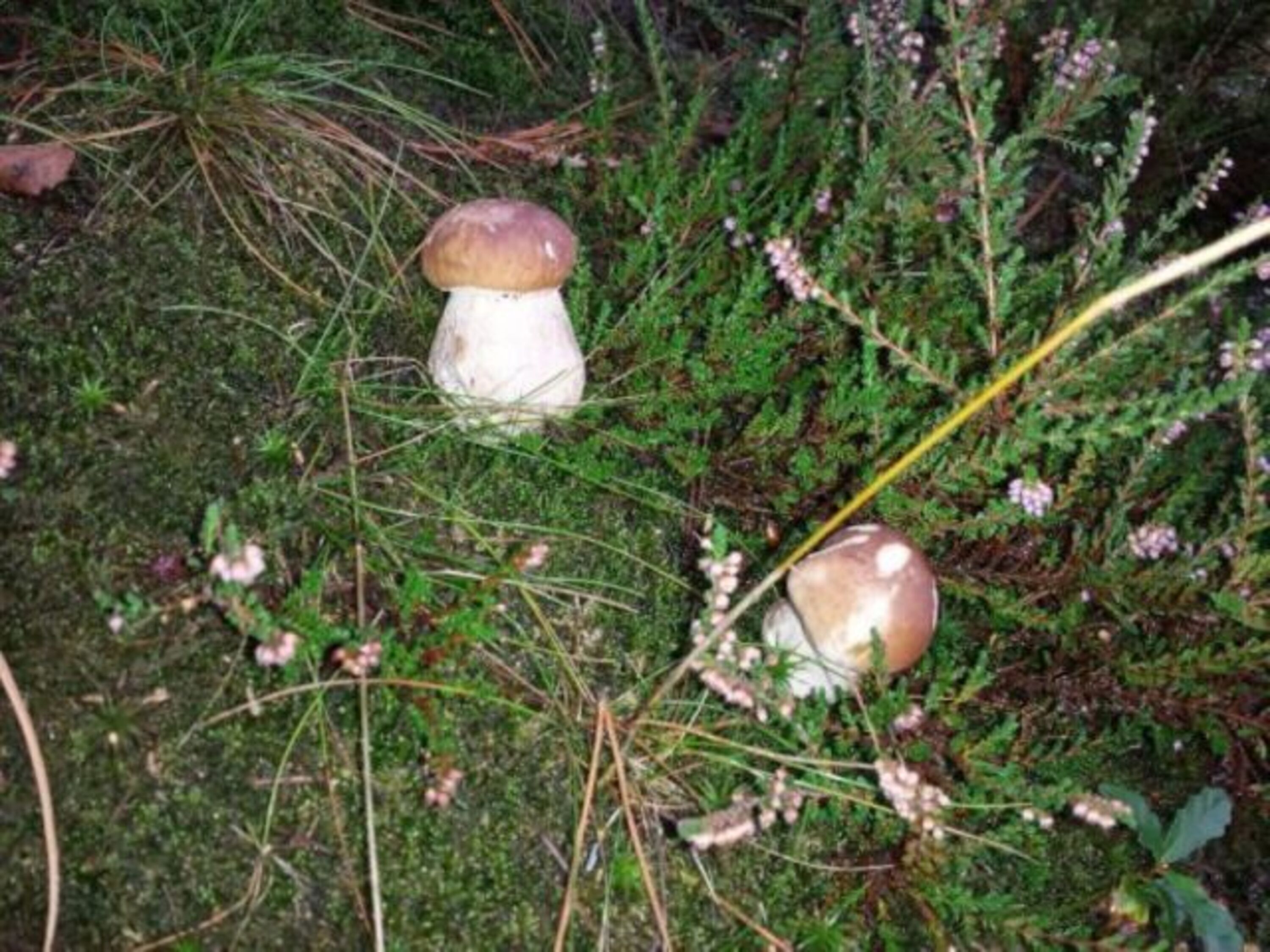 ...mit etwas Glück - Steinpilze im Garten 