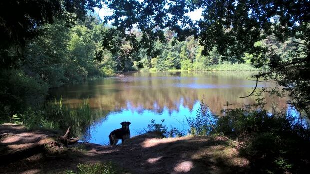 Romantischer Silbersee bei Aurich Mücke