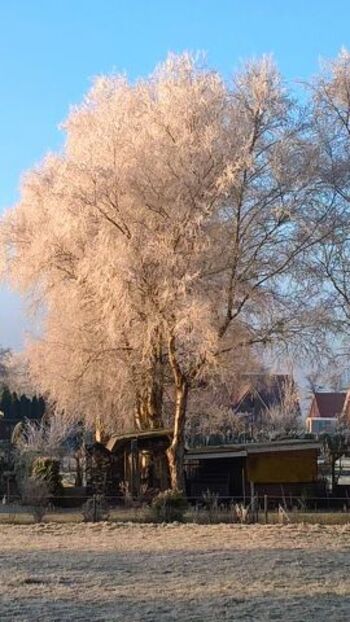 Unser Wintertraum - (Baum)