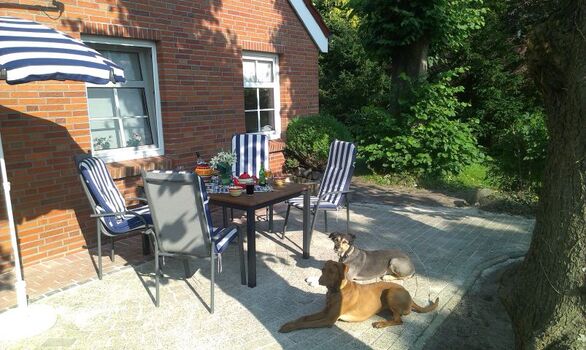 Sommerterrasse  Hunde Mücke und Ally